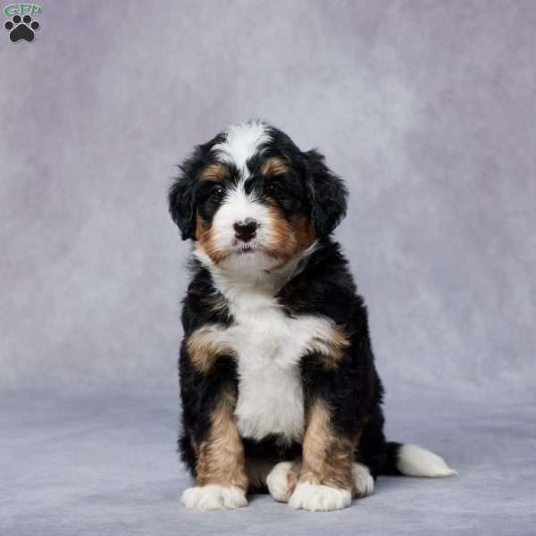 Diego, Mini Bernedoodle Puppy